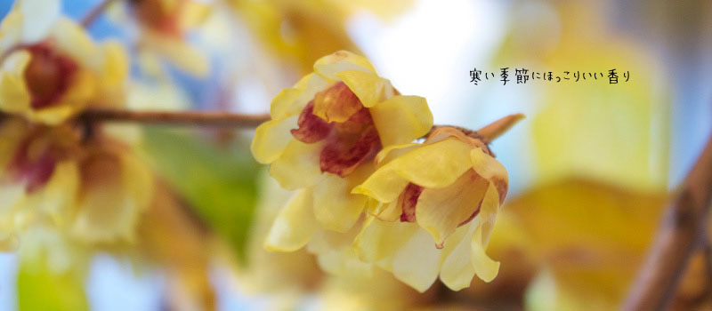 寒い季節にほっこりいい香り
